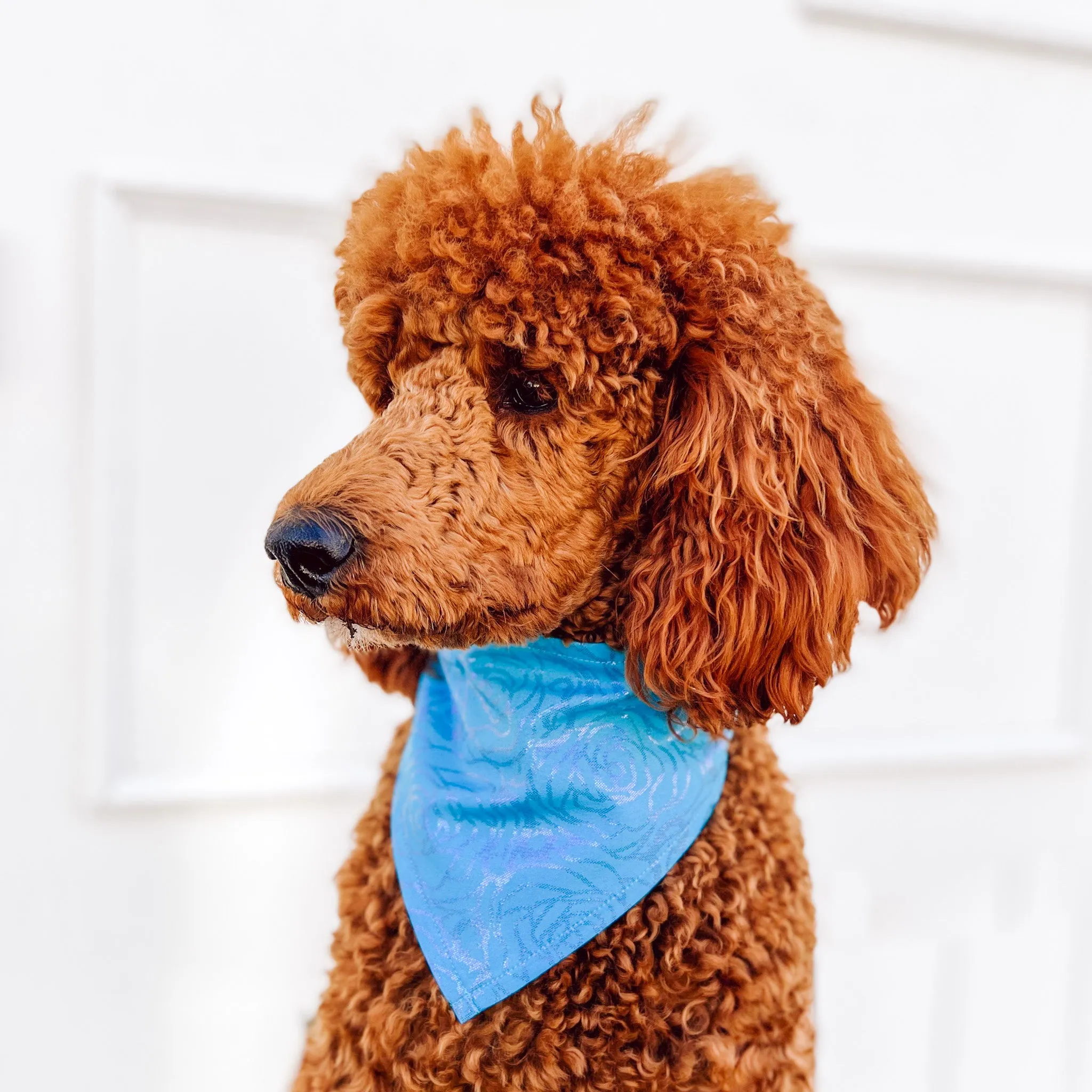 Beauty Sleep Pet Bandana - Blue